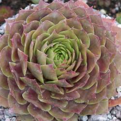 Sempervivum - Dachwurz - Hauswurz